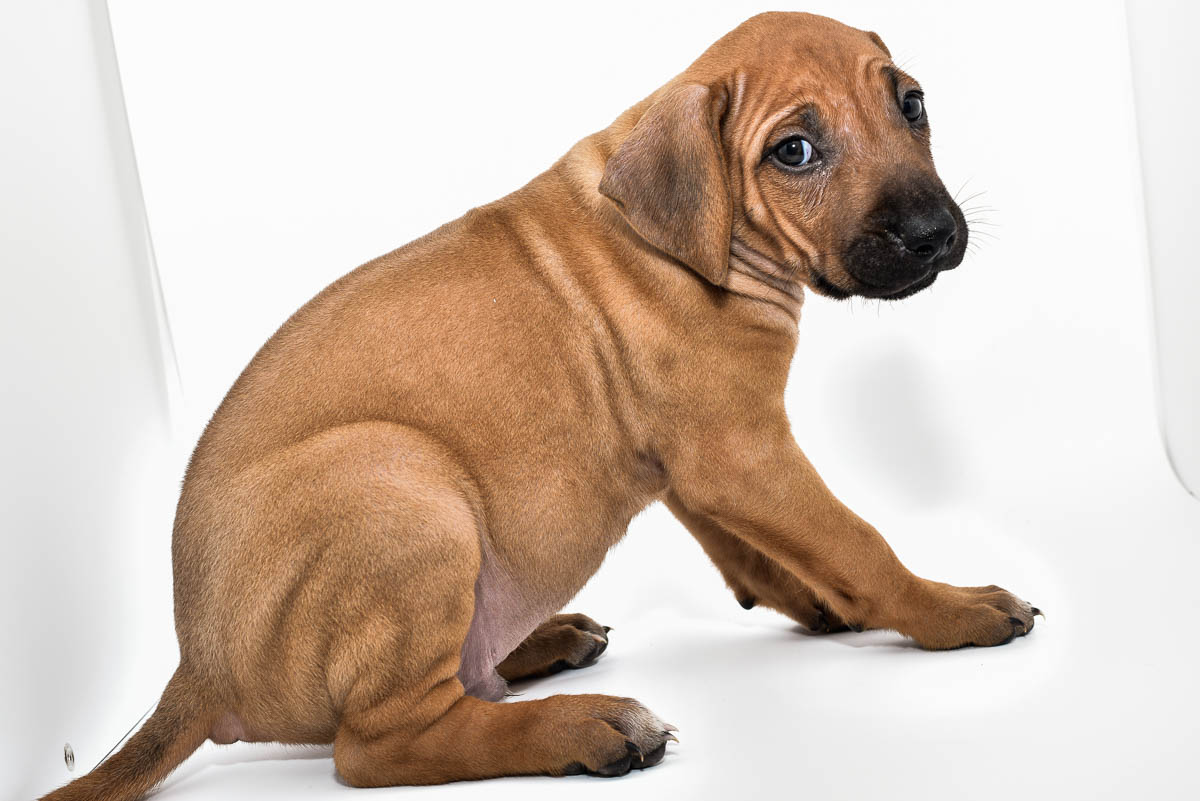 rhodesian-ridgeback-puppy-for-sale-tx-2022-1 rhodesian-ridgeback-puppy-for-sale-tx-2022-1