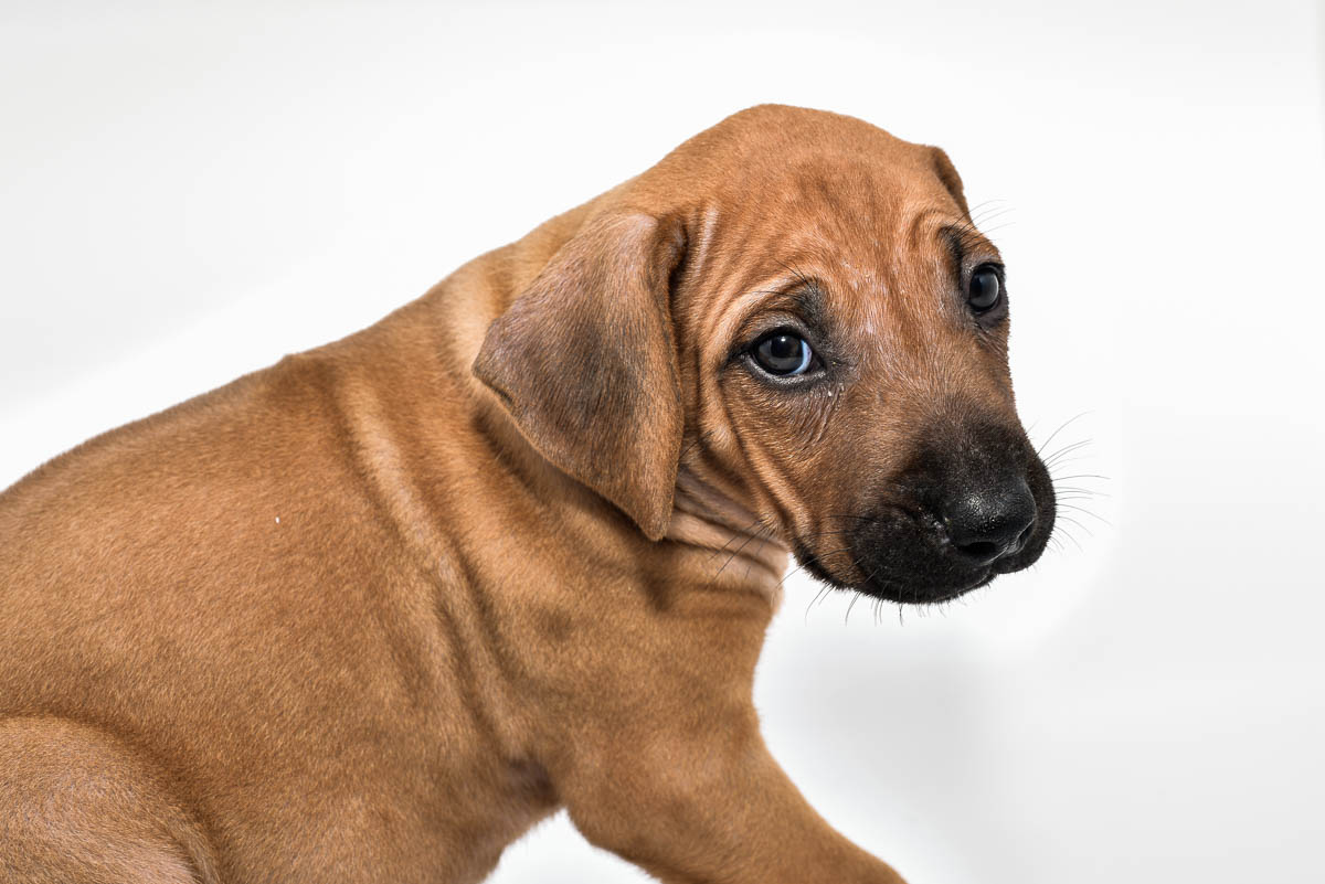 rhodesian-ridgeback-puppy-for-sale-tx-2022-2 rhodesian-ridgeback-puppy-for-sale-tx-2022-2
