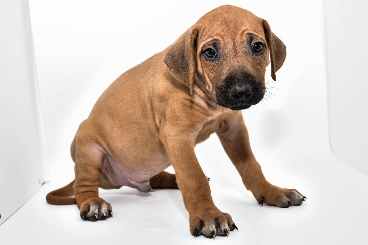 rhodesian-ridgeback-puppy-for-sale-tx-2022-3 rhodesian-ridgeback-puppy-for-sale-tx-2022-3