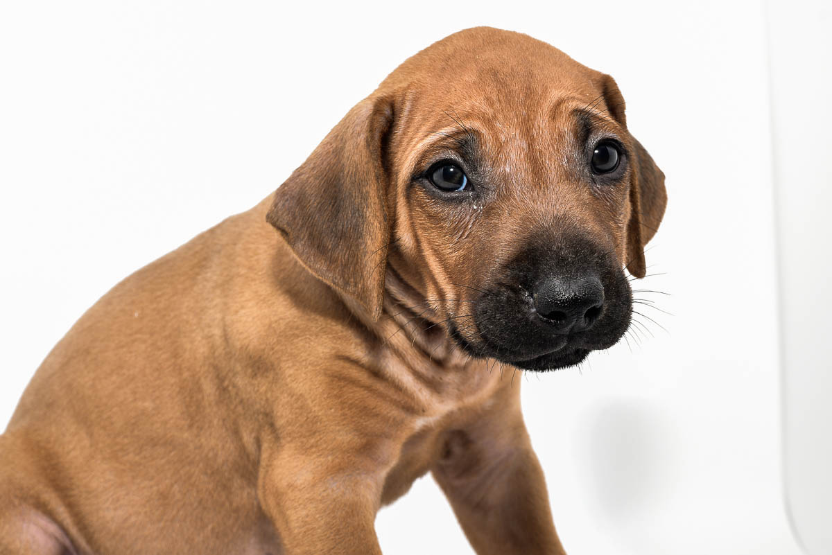rhodesian-ridgeback-puppy-for-sale-tx-2022-4 rhodesian-ridgeback-puppy-for-sale-tx-2022-4