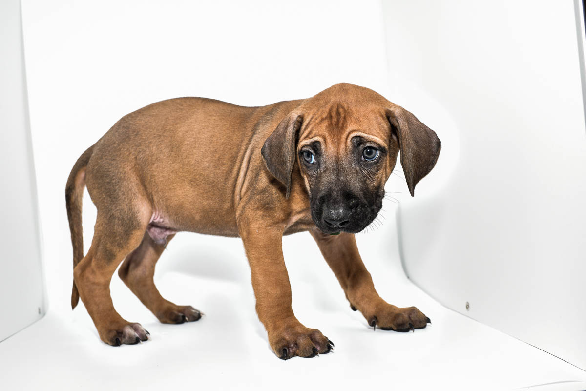 rhodesian-ridgeback-puppy-for-sale-tx-22-1 rhodesian-ridgeback-puppy-for-sale-tx-22-1