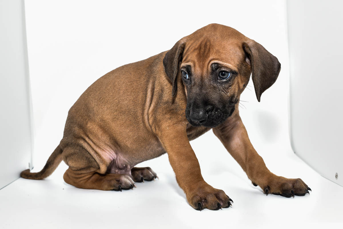 rhodesian-ridgeback-puppy-for-sale-tx-22-2 rhodesian-ridgeback-puppy-for-sale-tx-22-2