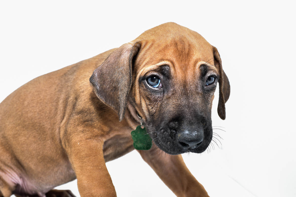 rhodesian-ridgeback-puppy-for-sale-tx-22-3 rhodesian-ridgeback-puppy-for-sale-tx-22-3
