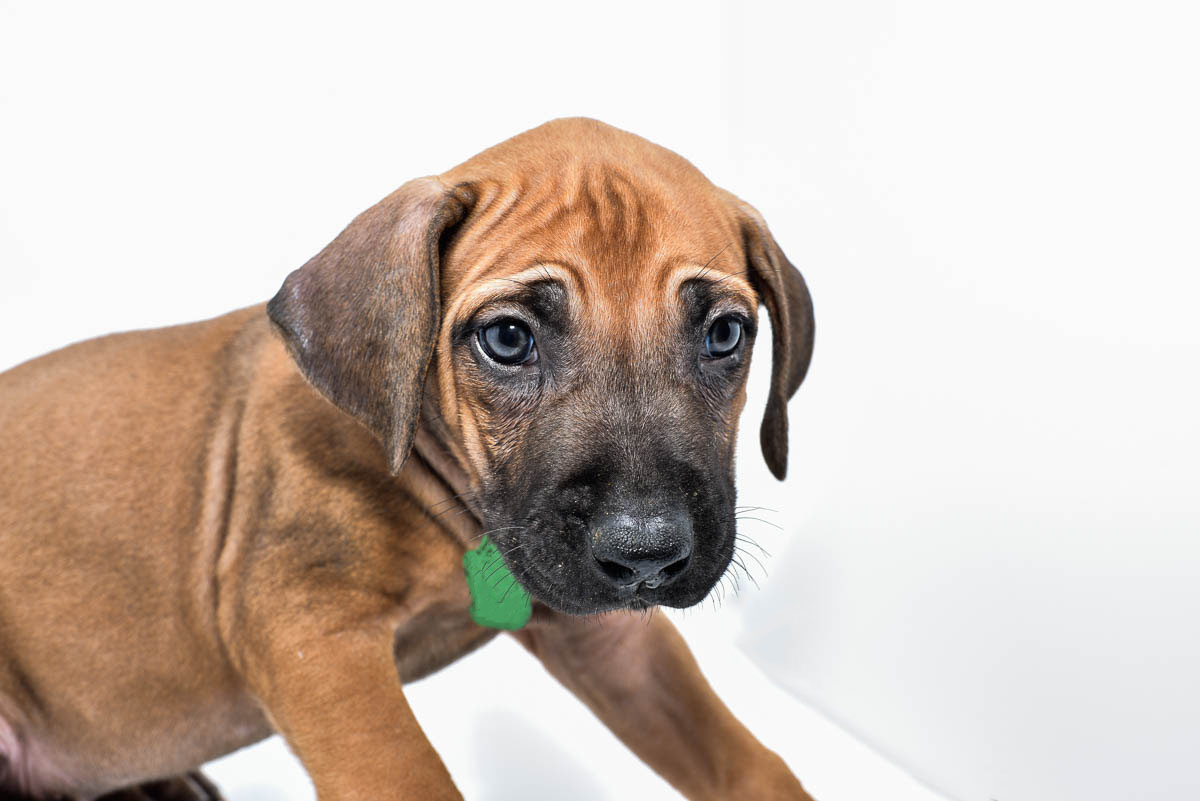 rhodesian-ridgeback-puppy-for-sale-tx-22-4 rhodesian-ridgeback-puppy-for-sale-tx-22-4