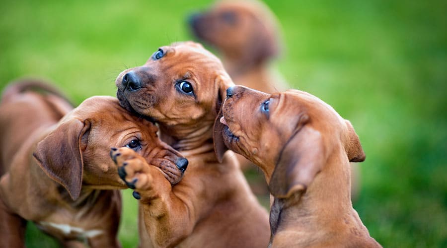 African Ridgeback Puppy - Discover This Unique Breed