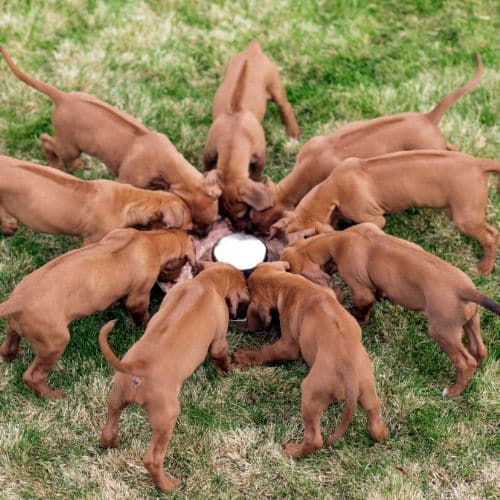 RESPONSIBLE BREEDING PRACTICES RESPONSIBLE BREEDING PRACTICES