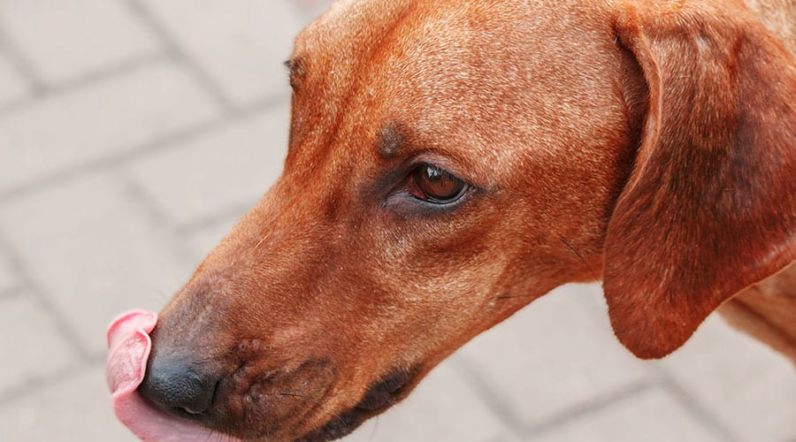 Rhodesian Ridgeback Health - Keeping Your Puppy Healthy