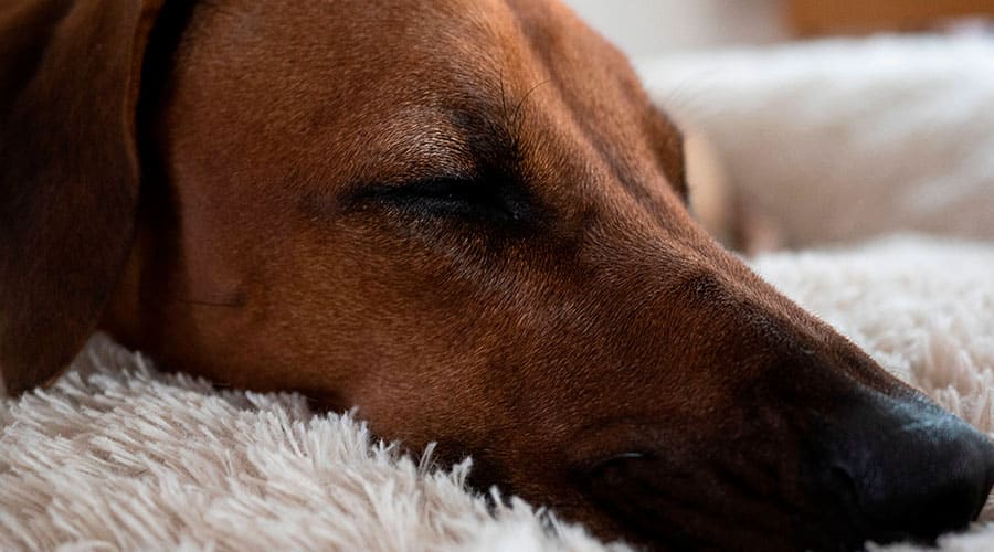 Rhodesian Ridgeback Price - What You Need to Know