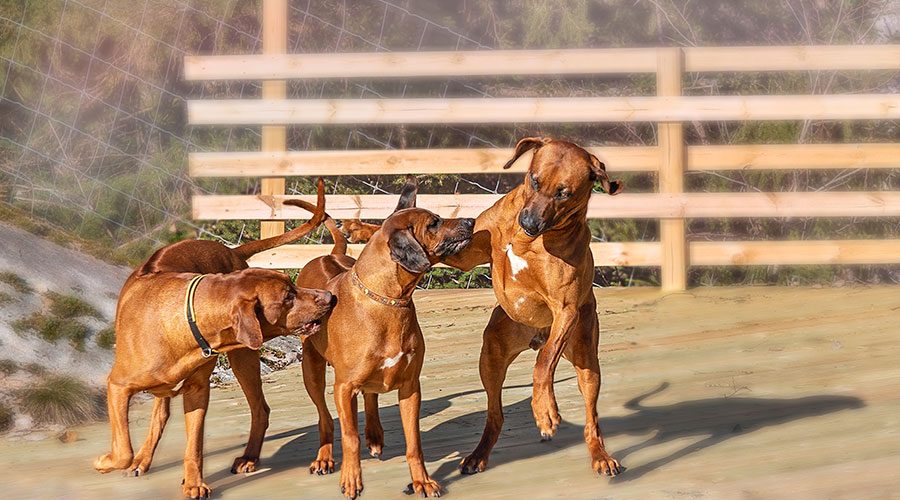 Rhodesian Ridgeback Puppies Adoption - Find Your Perfect Match