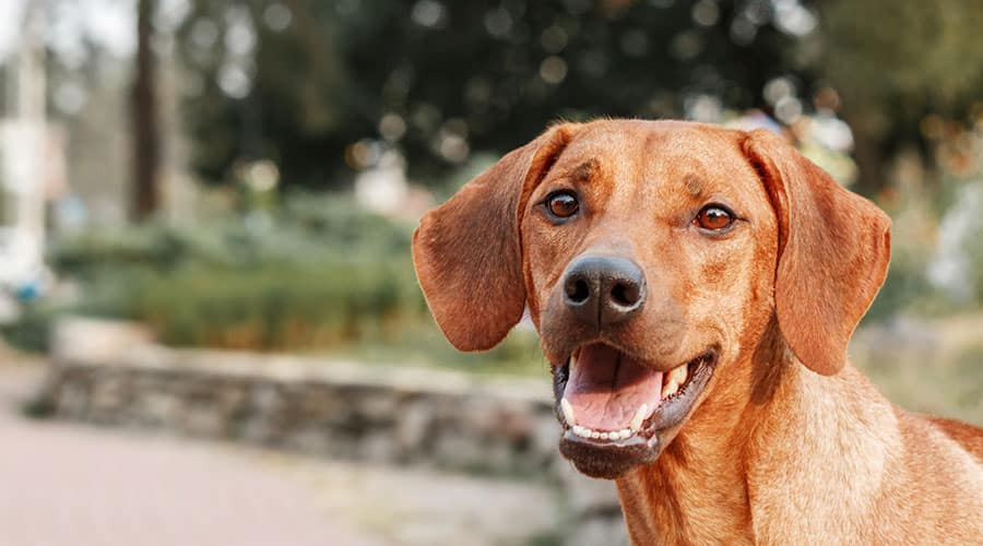 Rhodesian Ridgeback Puppies Cost - What to Expect
