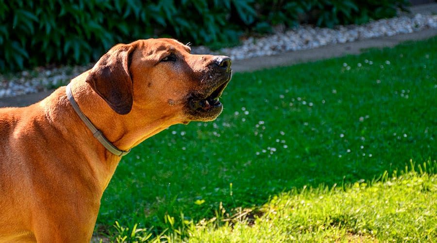 Rhodesian Ridgeback Puppies Near Me - Find Local Puppies
