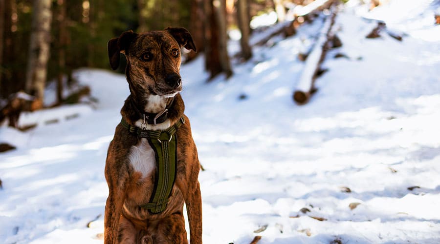 Rhodesian Ridgeback Puppies for Sale Near Me - Find Local Breeders