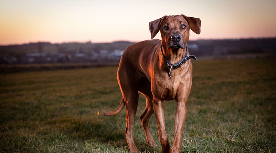 Rhodesian Ridgeback Puppies for Sale - Unique and Loving Companions