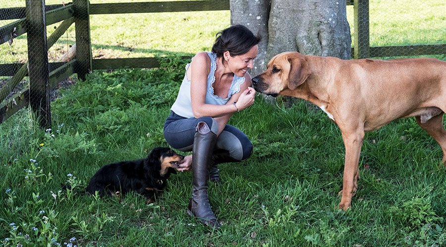 Rhodesian Ridgeback Puppy Breeders - Find Trusted Breeders