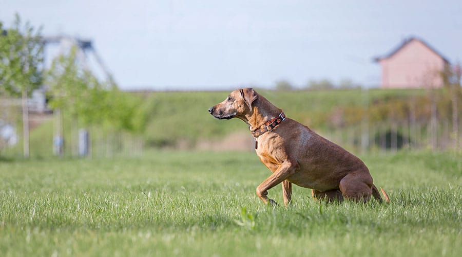 Rhodesian Ridgeback Puppy Training - Tips for a Well-Behaved Dog