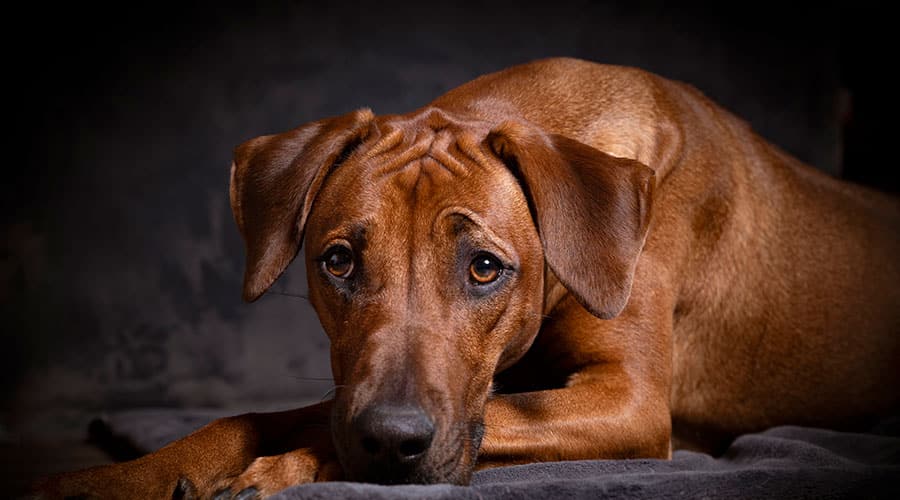 Rhodesian Ridgeback Puppy for Sale - Bring Home Your New Friend