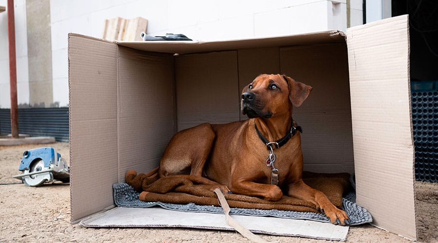 Rhodesian Ridgeback Rescue - Give a Dog a Second Chance
