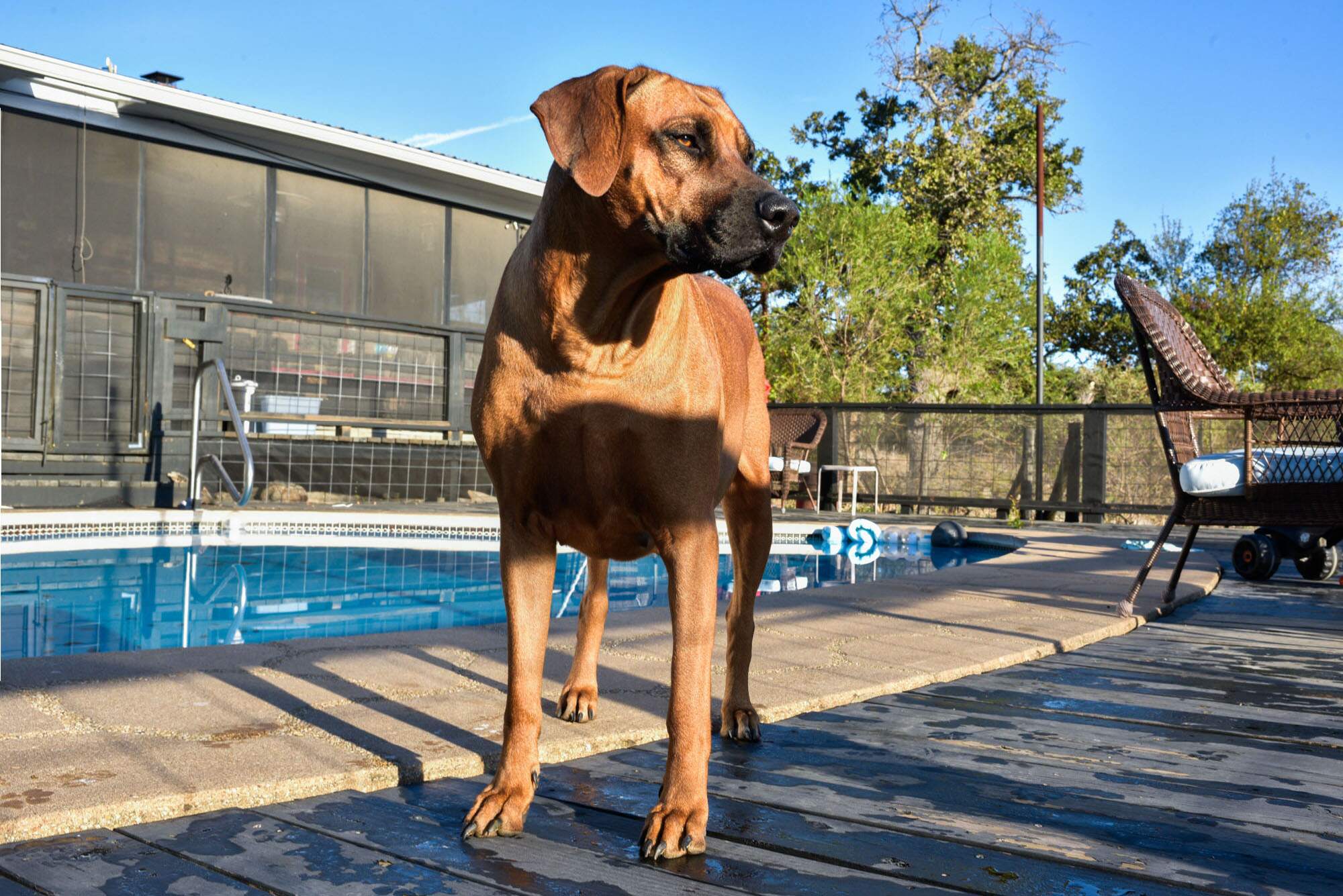 rhodesian-ridgeback-breeder-femal-dog-10