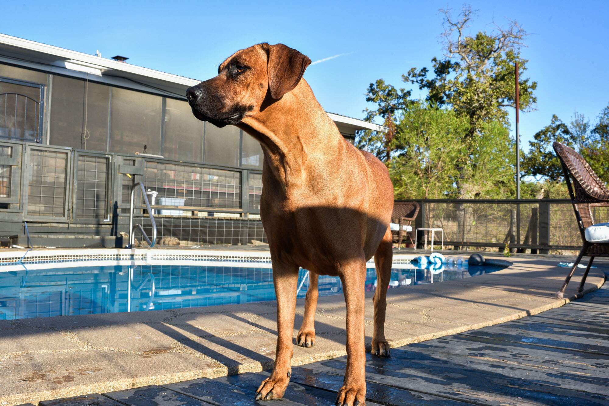 rhodesian-ridgeback-breeder-femal-dog-11 rhodesian-ridgeback-breeder-femal-dog-11