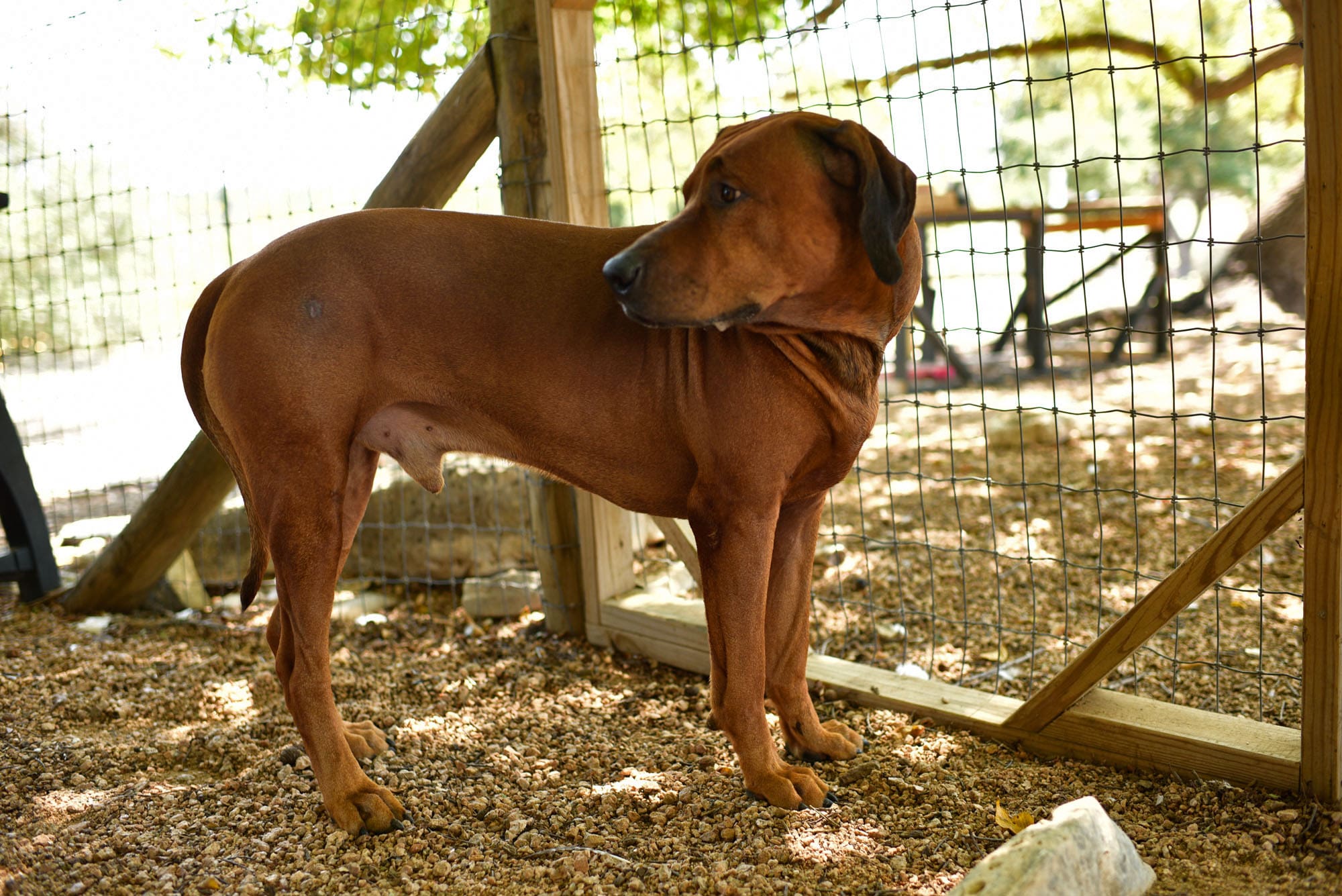 rhodesian-ridgeback-breeder-femal-dog-2-min rhodesian-ridgeback-breeder-femal-dog-2-min