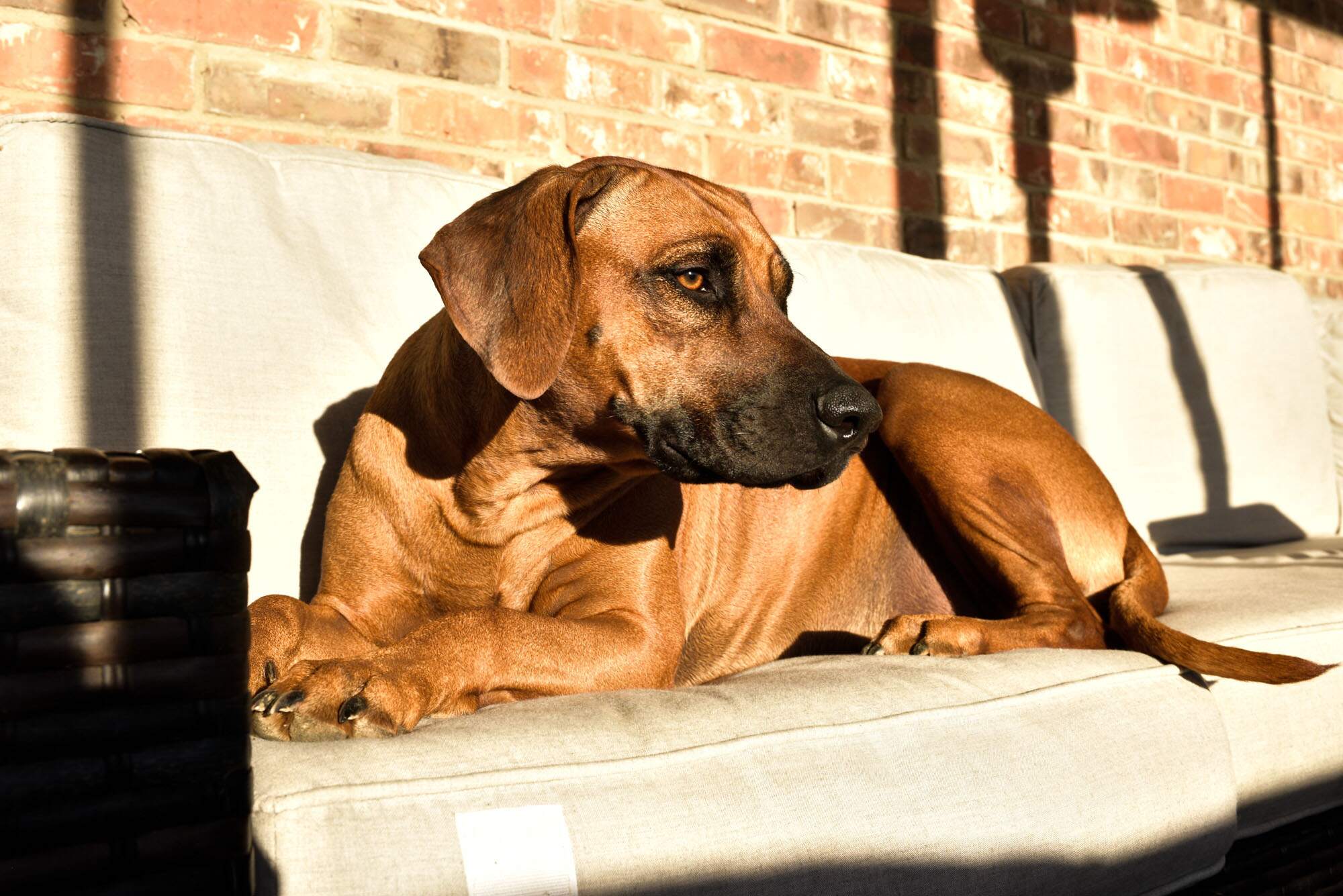 rhodesian-ridgeback-breeder-femal-dog-3 rhodesian-ridgeback-breeder-femal-dog-3