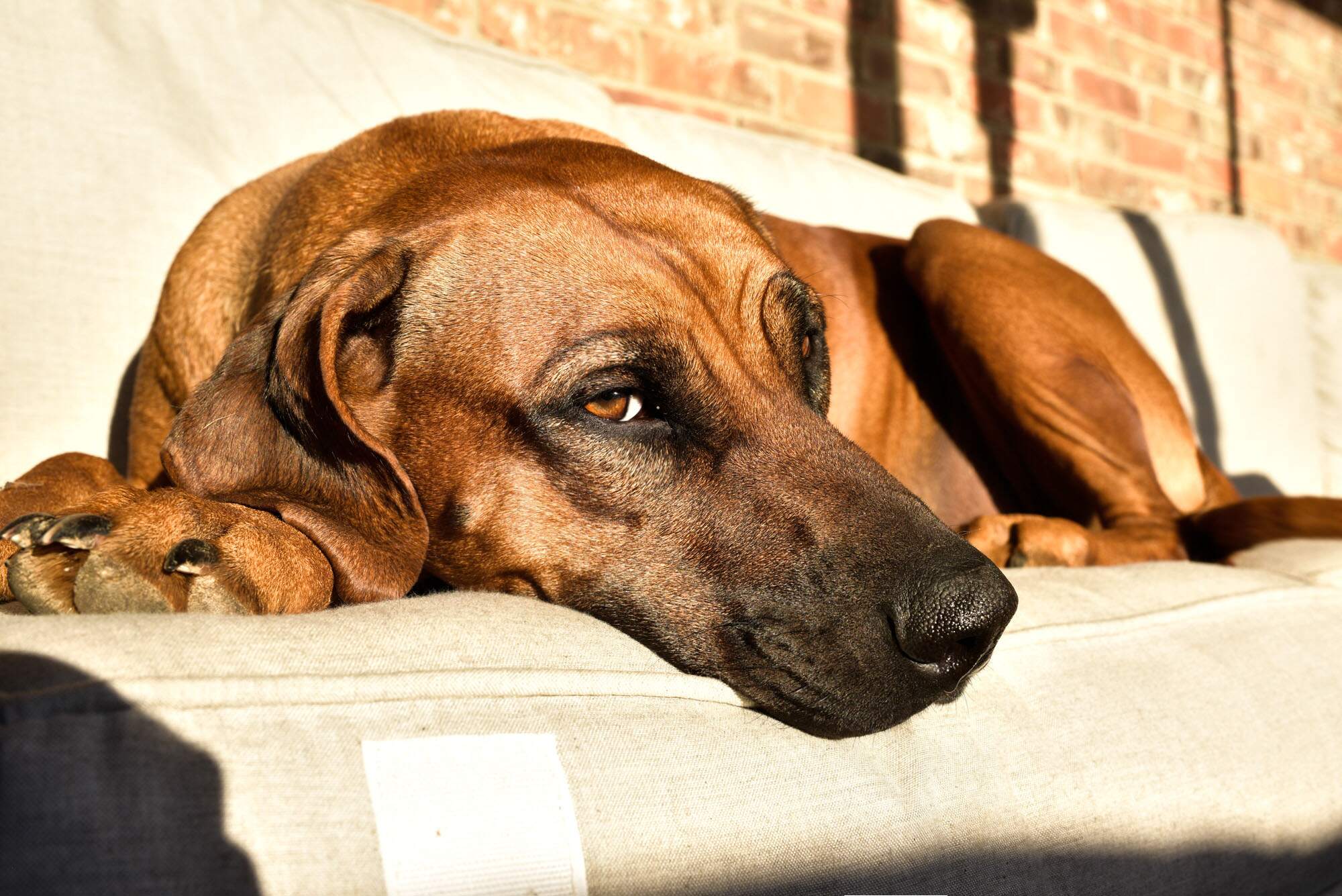 rhodesian-ridgeback-breeder-femal-dog-4 rhodesian-ridgeback-breeder-femal-dog-4