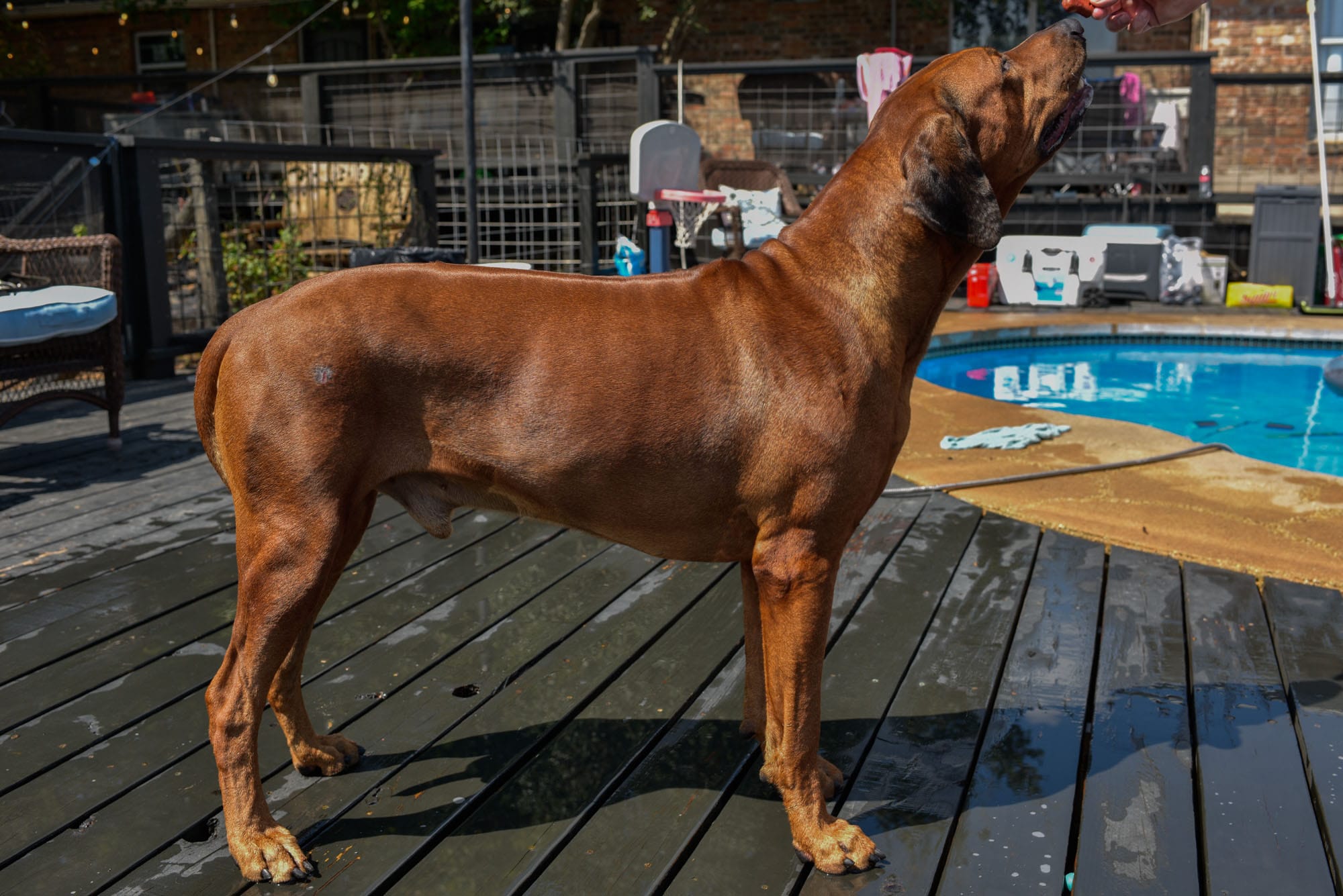 rhodesian-ridgeback-breeder-femal-dog-5-min rhodesian-ridgeback-breeder-femal-dog-5-min