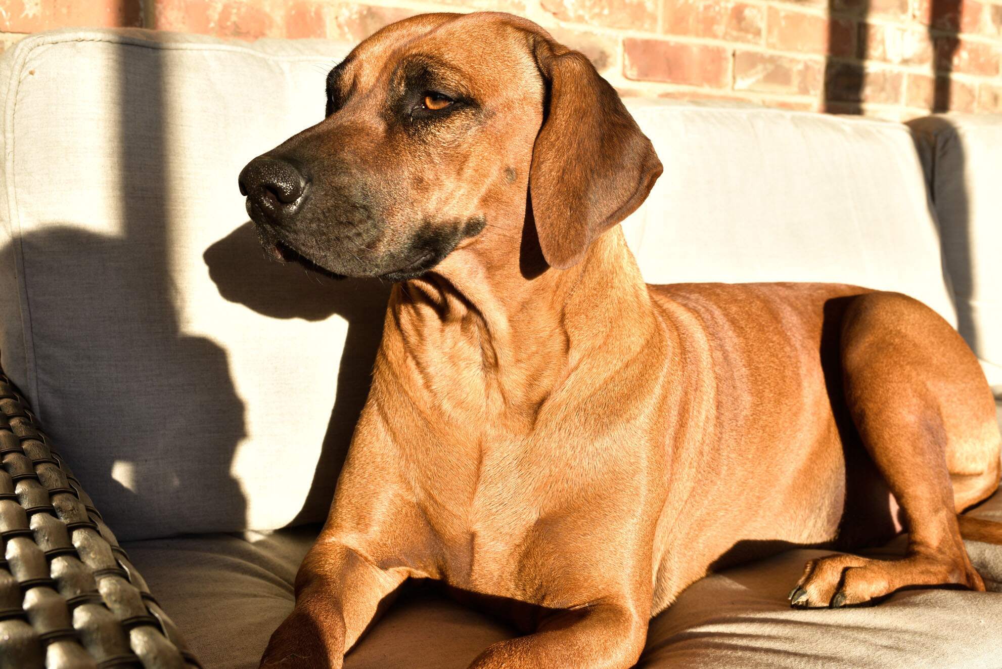 rhodesian-ridgeback-breeder-femal-dog-5 rhodesian-ridgeback-breeder-femal-dog-5