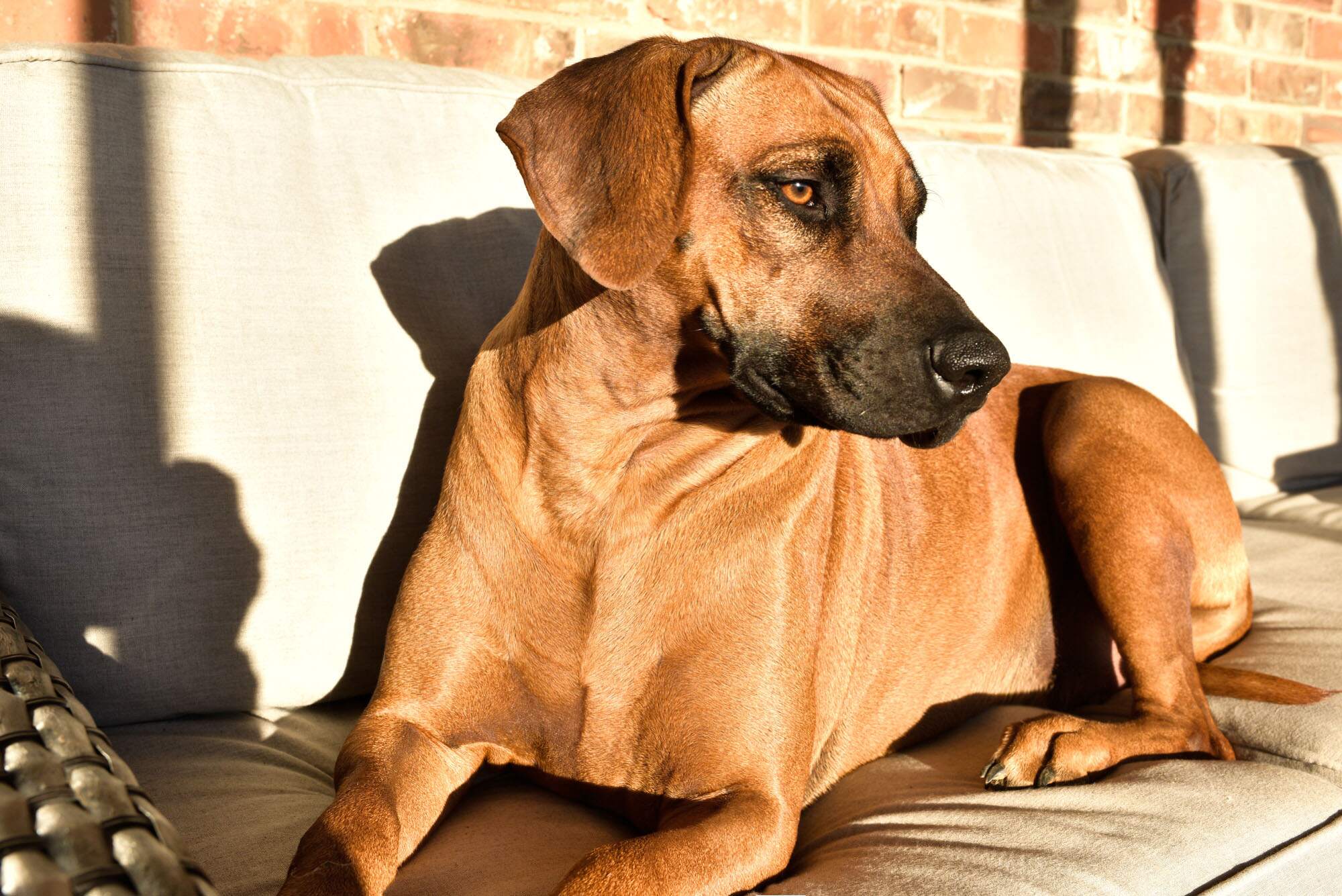 rhodesian-ridgeback-breeder-femal-dog-6 rhodesian-ridgeback-breeder-femal-dog-6