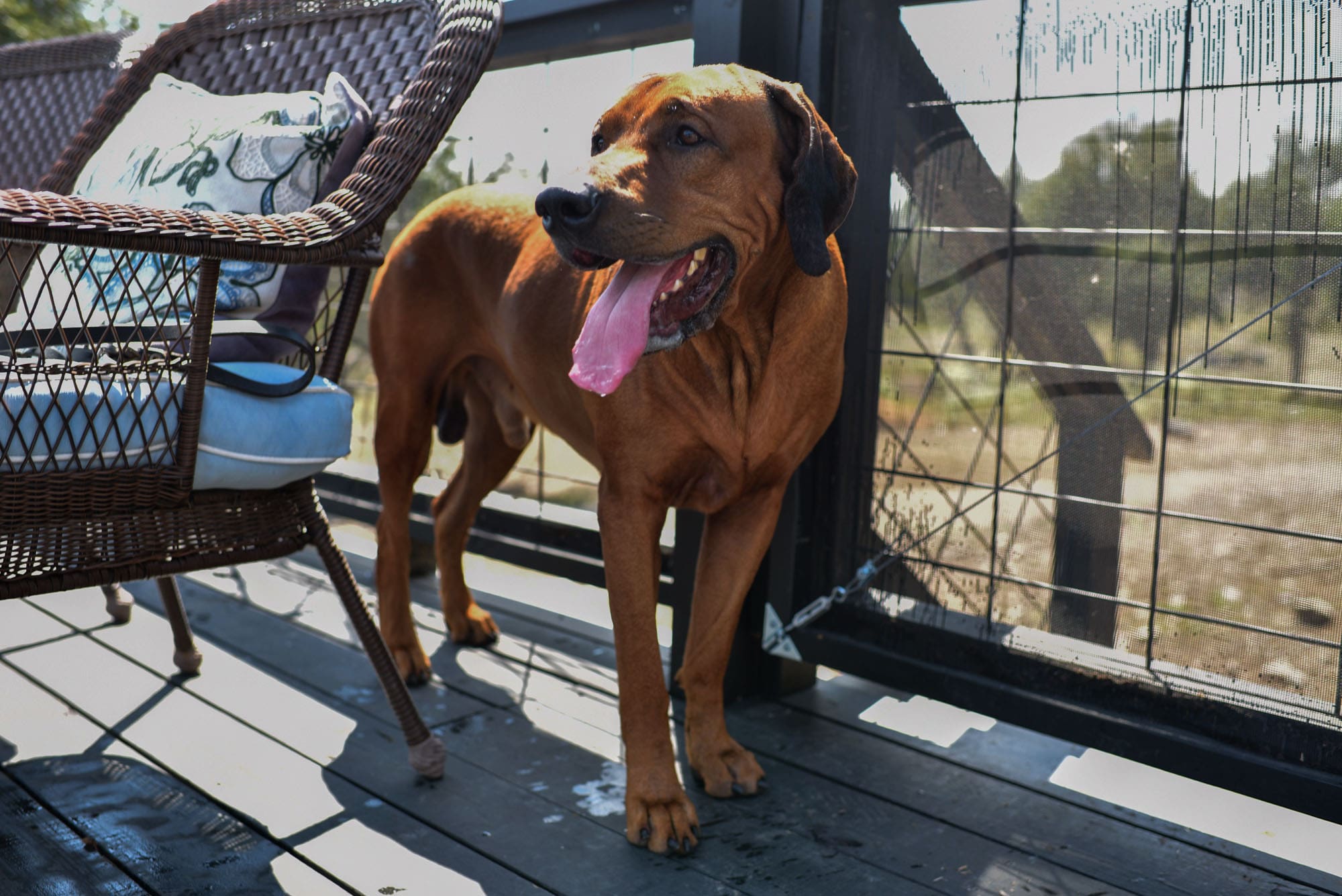 rhodesian-ridgeback-breeder-femal-dog-7-min rhodesian-ridgeback-breeder-femal-dog-7-min