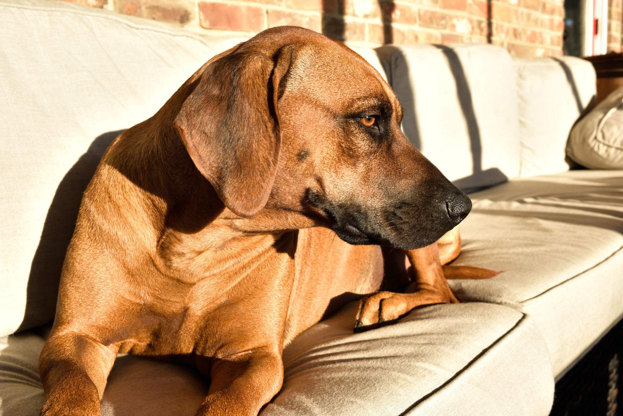 rhodesian-ridgeback-breeder-femal-dog-7 rhodesian-ridgeback-breeder-femal-dog-7