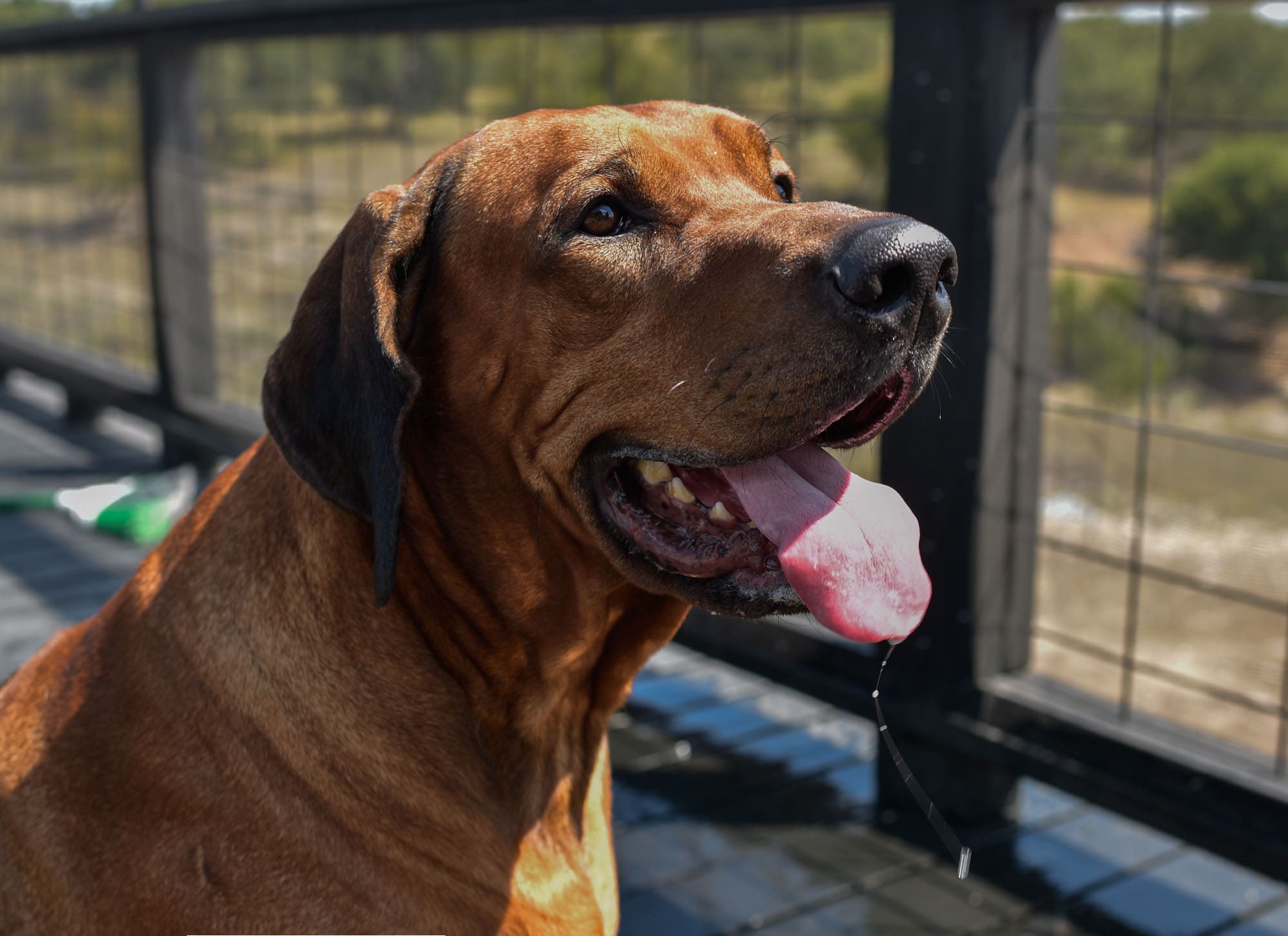 rhodesian-ridgeback-breeder-male-dog-1-min rhodesian-ridgeback-breeder-male-dog-1-min