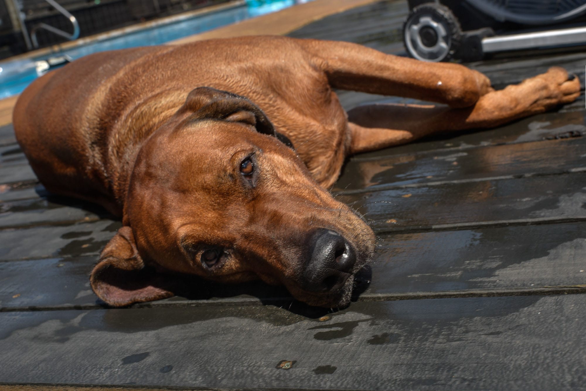 rhodesian-ridgeback-breeder-male-dog-11-min rhodesian-ridgeback-breeder-male-dog-11-min