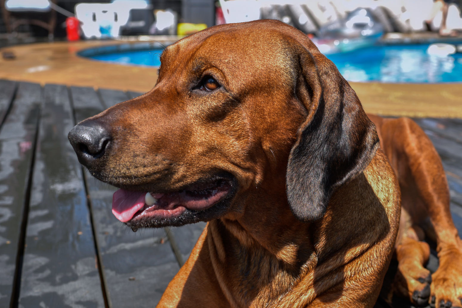 rhodesian-ridgeback-breeder-male-dog-4-min rhodesian-ridgeback-breeder-male-dog-4-min