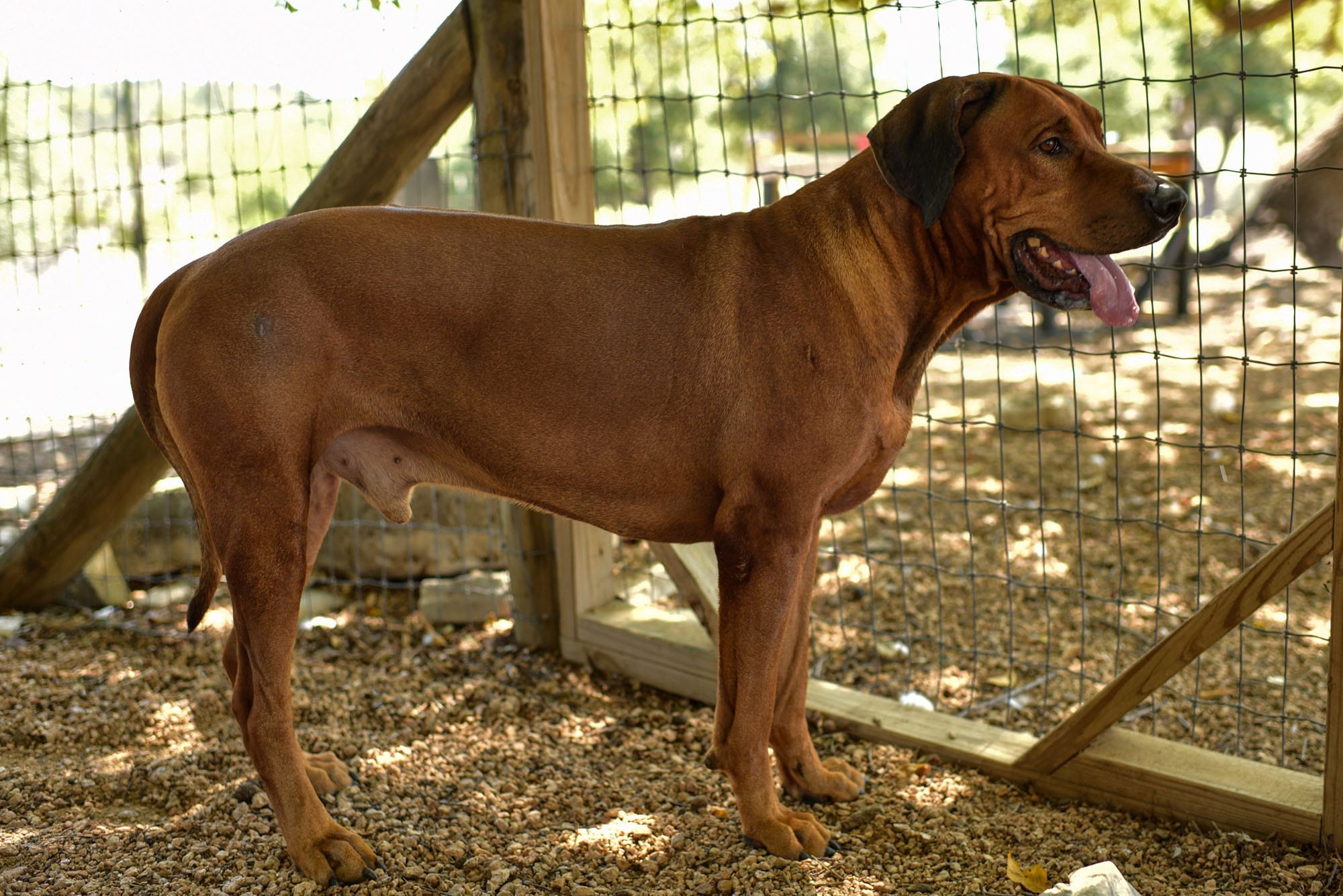 rhodesian-ridgeback-breeder-male-dog-7-min rhodesian-ridgeback-breeder-male-dog-7-min