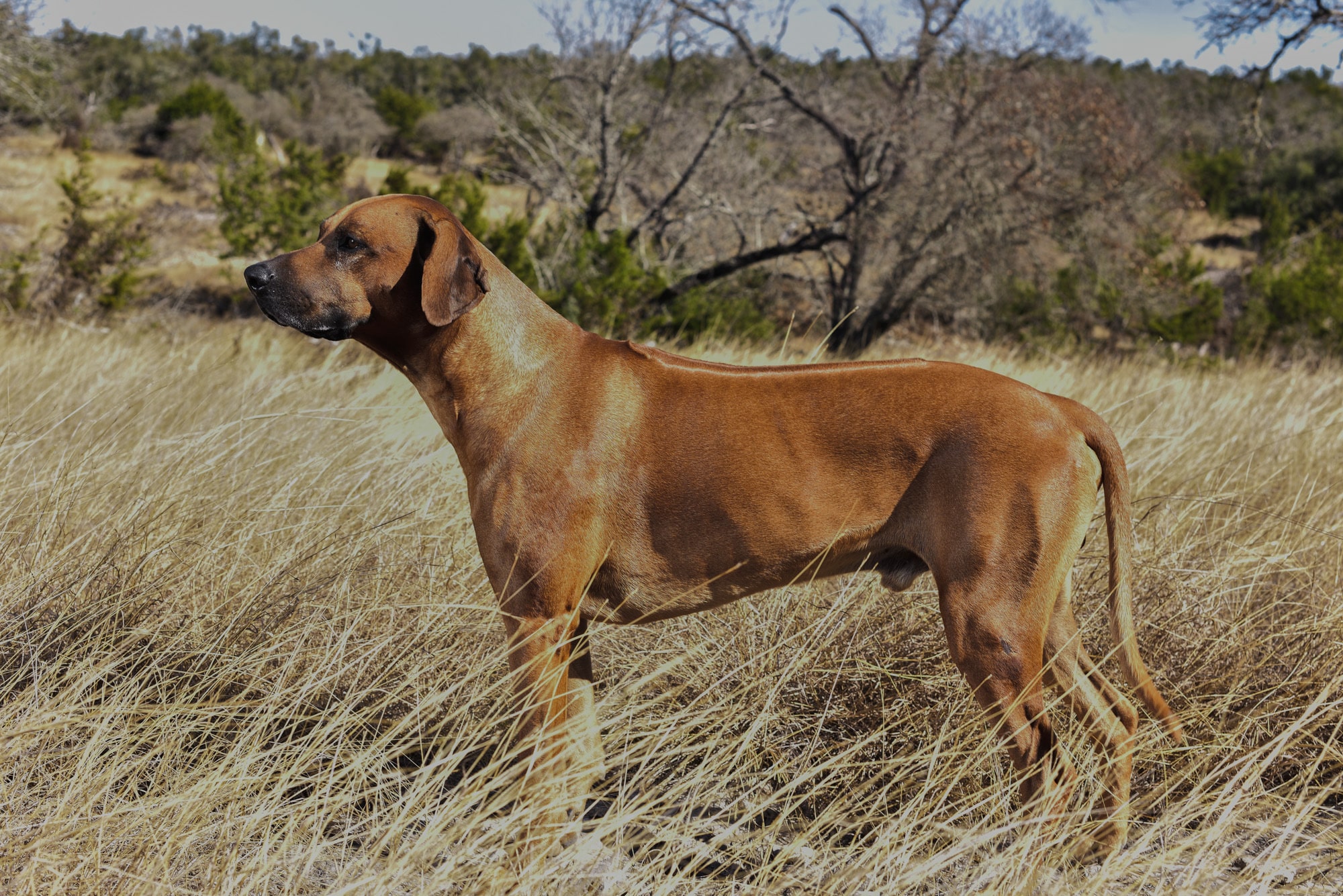 rhodesian-ridgeback-breeder-male-dog maverik texas