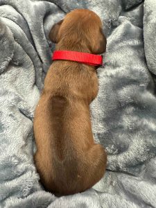 ridgeback puppies for sale austin texas 2025 litter red ridgeback puppies for sale austin texas 2025 litter red