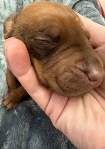 ridgeback puppies for sale austin texas 2025 litter red ridgeback puppies for sale austin texas 2025 litter red