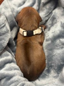 ridgeback puppies for sale austin texas 2025 litter beige ridgeback puppies for sale austin texas 2025 litter beige