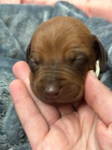 ridgeback puppies for sale austin texas 2025 litter beige ridgeback puppies for sale austin texas 2025 litter beige