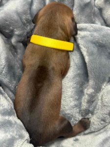ridgeback puppies for sale austin texas 2025 litter yellow ridgeback puppies for sale austin texas 2025 litter yellow
