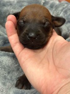 ridgeback puppies for sale austin texas 2025 litter yellow ridgeback puppies for sale austin texas 2025 litter yellow