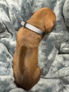 ridgeback puppies for sale austin texas 2025 litter grey ridgeback puppies for sale austin texas 2025 litter grey