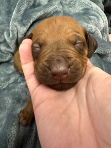 ridgeback puppies for sale austin texas 2025 litter grey ridgeback puppies for sale austin texas 2025 litter grey