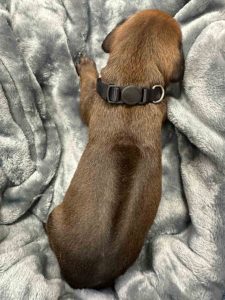 ridgeback puppies for sale austin texas 2025 litter black ridgeback puppies for sale austin texas 2025 litter black