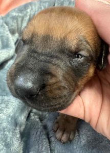 ridgeback puppies for sale austin texas 2025 litter black ridgeback puppies for sale austin texas 2025 litter black