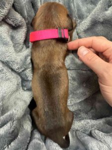 ridgeback puppies for sale austin texas 2025 litter pink ridgeback puppies for sale austin texas 2025 litter pink