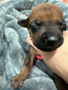 ridgeback puppies for sale austin texas 2025 litter pink ridgeback puppies for sale austin texas 2025 litter pink