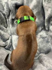 ridgeback puppies for sale austin texas 2025 litter green ridgeback puppies for sale austin texas 2025 litter green