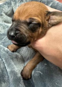ridgeback puppies for sale austin texas 2025 litter green ridgeback puppies for sale austin texas 2025 litter green